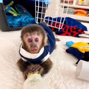 Meet your Posher, Robert